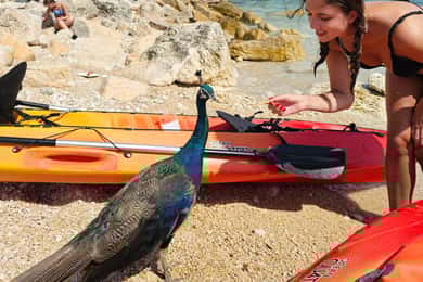 Pula: tour in kayak all'isola di San Girolamo e Kozada
