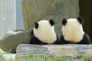 Chengdu: Escursione di un giorno a Chengdu con il Panda Gigante e il Buddha di Leshan
