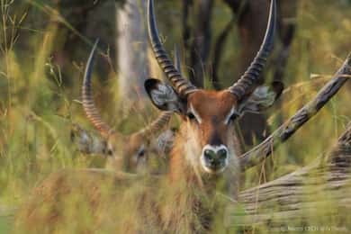 From Banjul: Fathala Wildlife 4x4 Safari Day trip