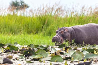 From Victoria Falls: Chobe Half Day Game Drive