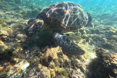 Bohol PAMILACAN Island Turtle & Dolphin Watching