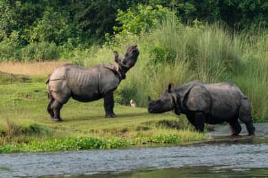 From Kathmandu/Pokhara: 3-Day Chitwan National Park Tour