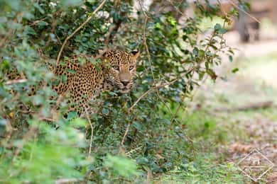 Wilpattu National Park: Private Safari