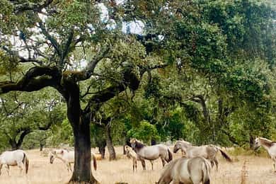 Évora: Fábrica de Cortiça e Herdade da Cortiça Almoço incluído