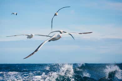 Dunedin: Monarch - One Hour Wildlife Cruise