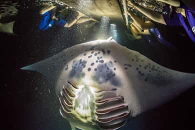 Snorkeling notturno con le mante a Kona (politica di garanzia delle mante)