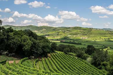 Tour di degustazione dell'Amarone. Visita Verona. Da Venezia