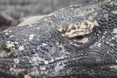 Komodo Island Tour Packages