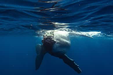 Tahiti island: Whale watching Experience