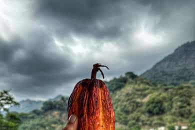Magical and Exotic Minca Coffee and Cacao Tour From Santa Marta