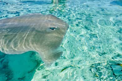 Bora Bora: Full day Lagoon Safari & Lunch on a Motu - ST