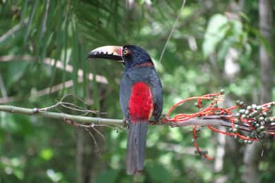 Calakmul: Due giorni di palazzi nascosti nella giungla
