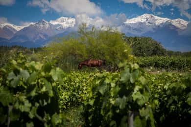 Luxury Wine Tasting in Uco Valley/ Boutique Wineries & Asado