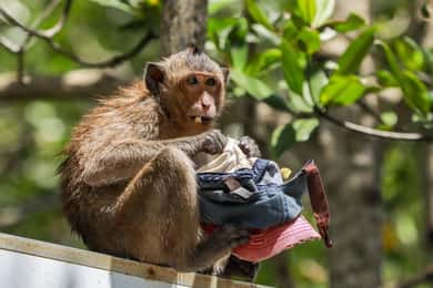 From Ho Chi Minh: Can Gio Monkey Island & Mangrove Tour