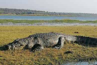 Operador turístico, cruceros fluviales y safaris en Chobe