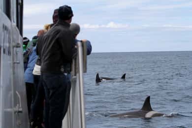 Ólafsvík: Walvistour