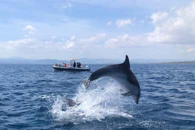 Olbia: Dolfijnen kijken en snorkelen rondvaart