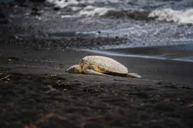 Tortuguero: Turtle Nesting Tour in Their Natural Habitat