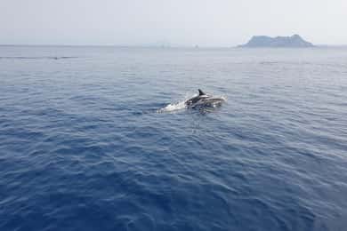Sotogrande: Dolphin watching experience with expert crew