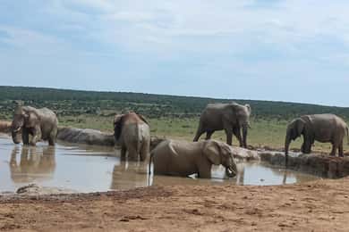 Addo Elephant Park and Kragga Kamma Game Park Combo