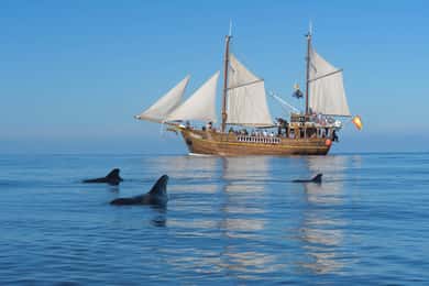 Los Gigantes: Delfin- und Walbeobachtungstour auf einem Piratenboot