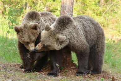 Suomussalmi, Finnland: Bärenbeobachtung und Fotonacht