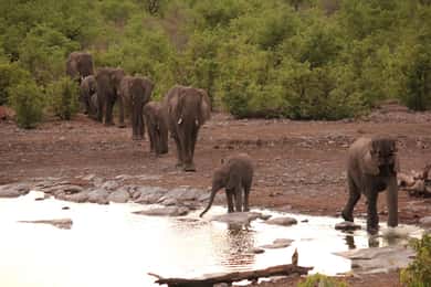 Etosha 3 dagen, 2 nachten safari tour