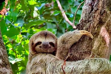 Quepos: Manuel Antonio National Park Guided Tour