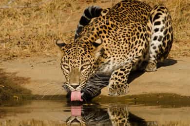 Lunugamvehera National Park ( Yala Block 5 / 6 ) Wild Safari