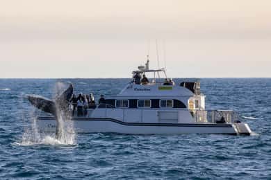 Newport Beach: Lyxig valskådningskatamarankryssning