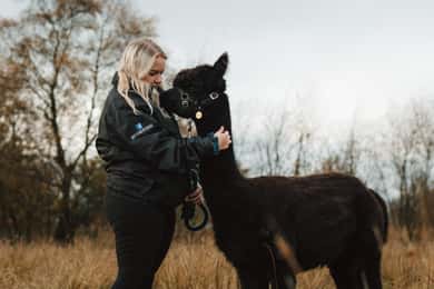Staffordshire: Wycieczka z trekkingiem z alpakami na Wetley Moor