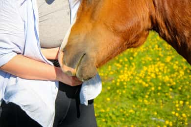 Tromsø: Lyngen Horse Sommerabend-Reiterlebnis