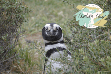 Puerto Madryn: Punta Tombo Shore Excursion for Cruise Guests