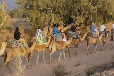 Agadir/Taghazout: Camel Ride with Tea Drink and Transfers