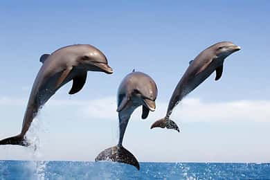 Hurghada: Dolphin Watching Boat Tour with Snorkeling & Lunch