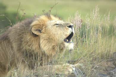 Samburu Reserve Safari: Untamed Wilderness of Northern Kenya
