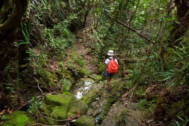 De Khao Lak: Caminhada na selva e passeio pelo rio em Khao Sok