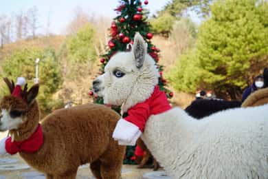 Seoul: Alpaca World, Eobi Ice Valley, Nami, Light Festival
