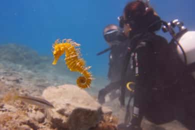 Split-Makarska-Brela Experimente o mergulho autônomo