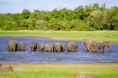 Minneriya National Park Private Jeep Safari Sri Lanka