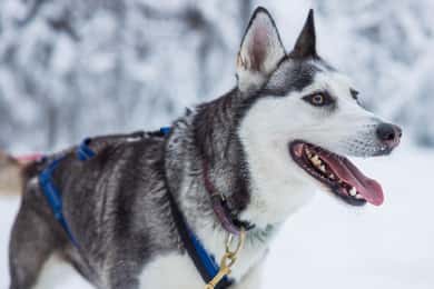 Rovaniemi: Besuch einer Huskyfarm mit Schlittenfahrt