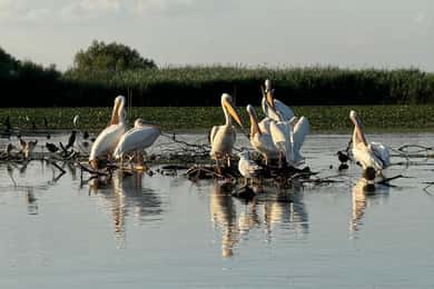 Murighiol: Danube Delta Water Lily Reserve Sunrise Boat Tour