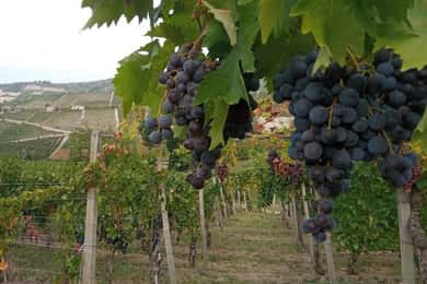 Langhe: le stagioni dell'uva. Tour cantina e vigneti con degustazione