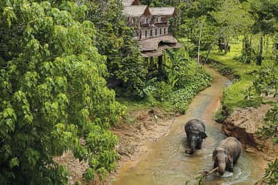 Phuket: Elephant Sanctuary Canopy Walkway Tour