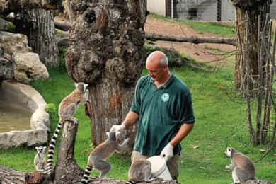 Roma: bilet de intrare la grădina zoologică Villa Borghese + tur cu căruciorul de golf