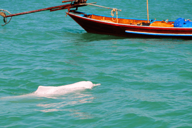 Koh Samui Pink Dolphin Sightseeing og snorkeltur