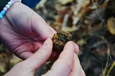 Castellina in Chianti: Truffle Search, Wine Tasting & Lunch