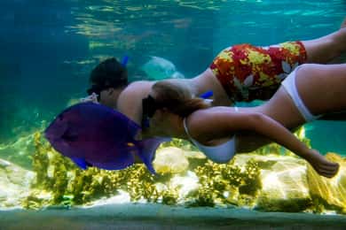 Passe de um dia para o parque Ocean World Adventure