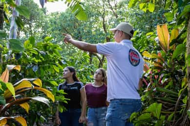 Monteverde: El Pueblo kaffetur och sockerrör.