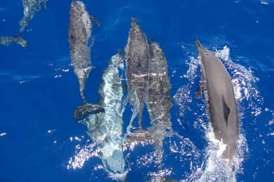 Hurghada: All-Inclusive Elite VIP Dolphin House & Massage